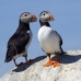 puffin_atlantic_msi_h_2661_can2047.jpg